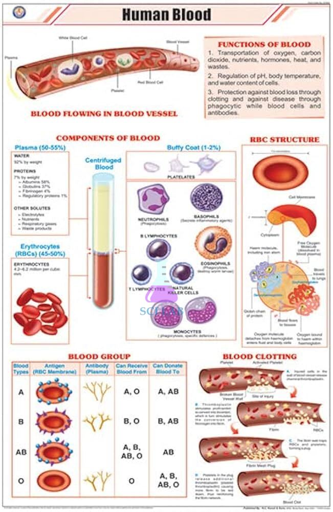 Human Blood Components Chart